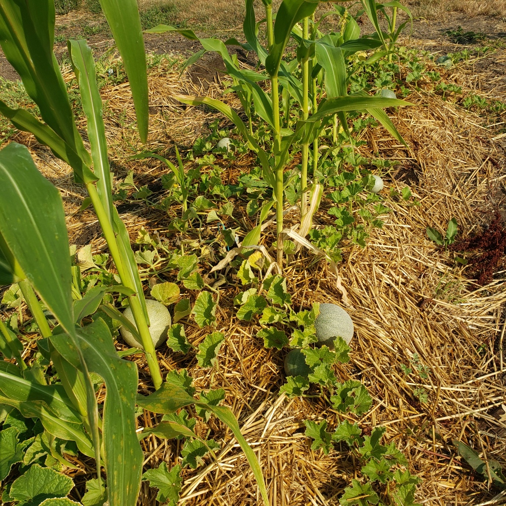 Photo urban permaculture, corn and canteloupe..